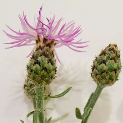 purple flower
